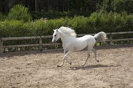 royalty free photo white horse pickpik