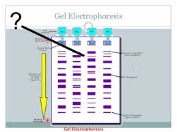 gel electropsis notes flashcards