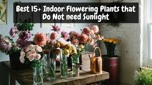 best 15 indoor flowering plants that