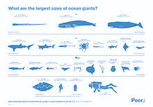 Largest Organisms Wikipedia