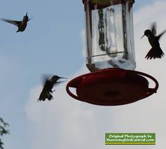 Interactive Map Hummingbird Migration