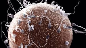 Bildergebnis für bilder von spermien