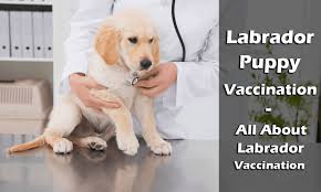 Labrador Puppy Vaccination Schedule The Labrador Dog