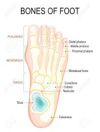 Bones Of Foot Human Anatomy The Diagram Shows The Placement