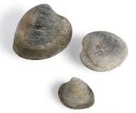 are-quahog-and-clam-the-same-thing