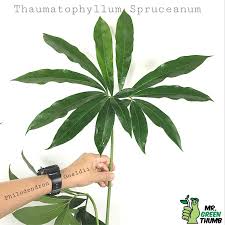 Thaumatophyllum spruceanum | Bunga