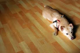 clean dog urine stains on wood floors