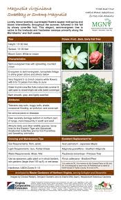 Check spelling or type a new query. Magnolia Virginiana Sweetbay Or Swamp Magnolia Master Gardeners Of Northern Virginia