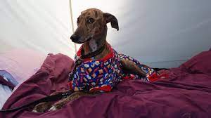 pyjamas by fuzzyard kent greyhound rescue