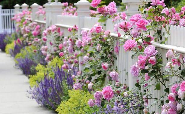 Image result for flower garden images"