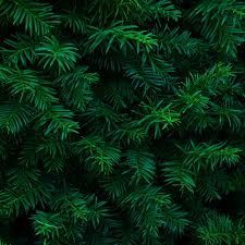 Evergreen enterprises is the world leader in wholesale design, production, and distribution of fine home furnishings, home & garden, sports, and fashion accessories. Evergreen Plant Care Tips For Identifying And Growing Evergreens