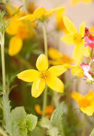 how to plant and grow bidens