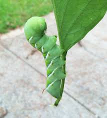 green caterpillars eating tomato plants