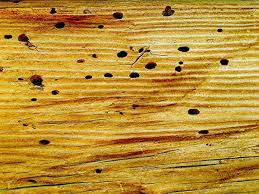 top 9 signs of termites in your home