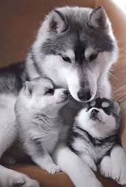 Husky puppies are mischevious and loyal pack animals. Siberian Husky Puppies Home Facebook