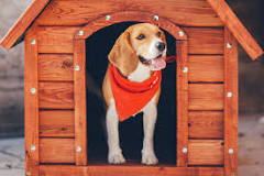 what-should-i-put-in-my-dog-house-for-winter