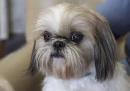 Get a boxer, husky, german shepherd, pug, and more on kijiji, canada's #1 local classifieds. Meet Rose A 6 Years 9 Months Shih Tzu Available For Adoption In Colorado Springs Co Shih Tzu Puppy Adoption Dogs And Puppies