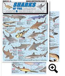 Sharks Identification Chart 2 Sevengill Shark Frill Shark
