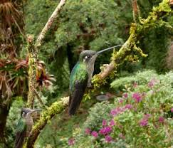 Amazing Hummingbirds In Costa Rica