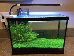 planted aquarium without co2