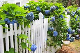 41 Modern Garden Fence Ideas Uk