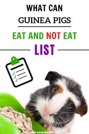 pin on guinea pig food and t