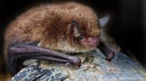 bat conservation trust batweek