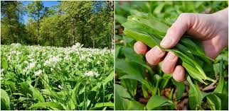 wild garlic 5 reasons to forage for