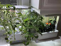 aerogarden tomatoes growing juicy