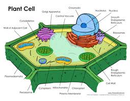 Animal cell diagram simple gcse. Plant Cell Diagram Packet Tim S Printables