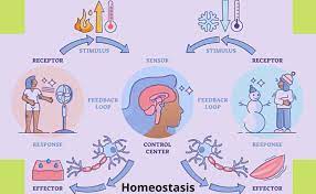 is homeostasis definition objectives