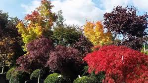 Japanese Maples In Autumn Specialist
