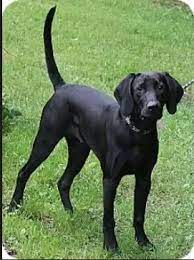 Qr code link to this post. What Does A Black Lab Coonhound Mix Look Like Quora