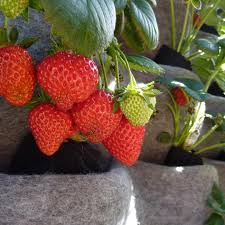 19 creative strawberry planter ideas