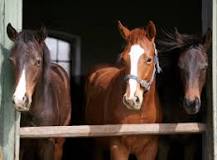 how-many-horses-get-slaughtered-a-day