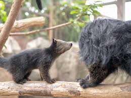 bearcats smell like ered popcorn