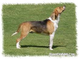 The english foxhound was bred to hunt foxes in the english countryside. English Foxhound Puppies Breeders Foxhounds