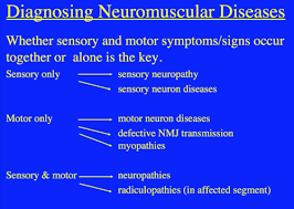 n72 neuromuscular disease 2 dr stein