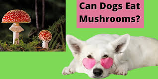 Chanterelle mushrooms have a bright yellow color and are very distinctive. Can Dogs Eat Mushrooms What Precautions To Be Follow Vinayak Dog Train Care