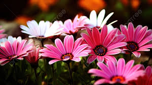 pink and white daisies background