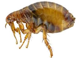 fleas in ohio facts information