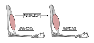 crossfit muscle basics part 3