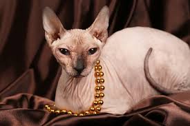 Cat sphynx's popular cat sphynx trends in home & garden, cat clothing, cellphones & telecommunications, men's clothing with cat sphynx and cat sphynx. Sphynx Cats Clothes The Complete Guide Meowtee