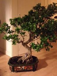 Buy quality indoor and outdoor bonsai trees from top uk suppliers online at bonsai.co.uk! Bonsai Prices Bonsai Empire