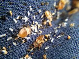bed bugs on clothes complete treatment
