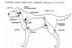 dog pa guide to lumps on a dog
