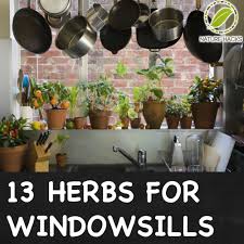 windowsill garden herbs indoors