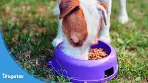 The 6 Best Grain Free Puppy Food To Buy In 2019 Reviews