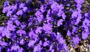 Annual lobelia is a one of the most popular plants for shady areas, impatiens bloom constantly from spring to fall, offer flowers in just about every color, and couldn't be easier to grow. Full Sun Annuals Howstuffworks