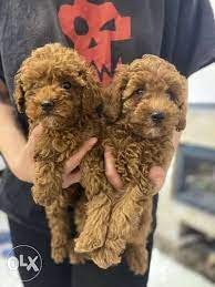 ukrainian toy poodle from ukraine with